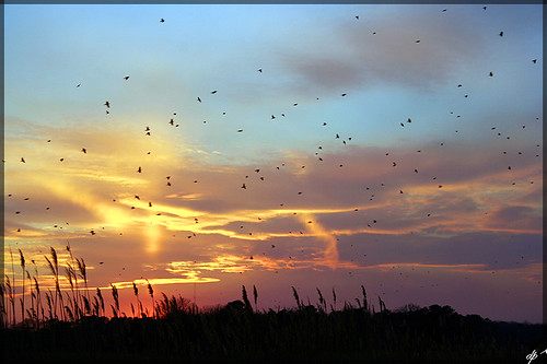 blue sunset sky orange sun birds silhouette clouds reeds flock
