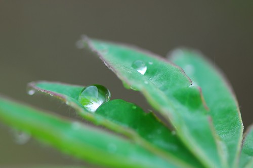 green ilovenature leaf lupine raindrop wassertropen abigfave