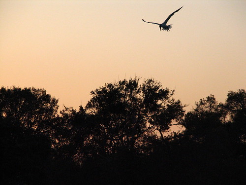 sunset bird silhouette flying dusk dive
