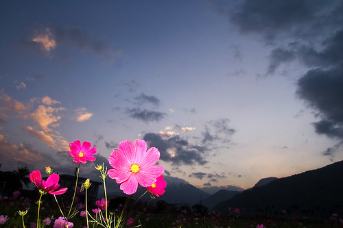 sunset mountains flower clouds taiwan hualien 花蓮 波斯菊 fuli 富里 mytop48