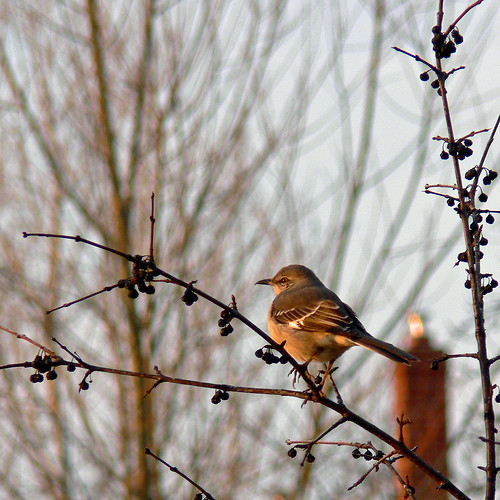 morning light bird sunrise specnature specanimal mackingbird