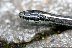 head shot of a snake    MG 2711 