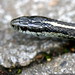 head shot of a snake    MG 2711