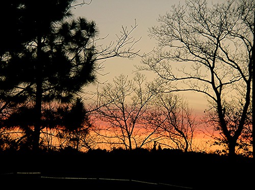 winter sunset tree pine georgia woodstock