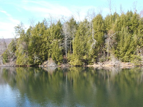 trees tree nature landscape scenic cliffs photographs vistas mountians gourge scenicviews wildtouch