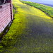 mossy sidewalk   DSC00038