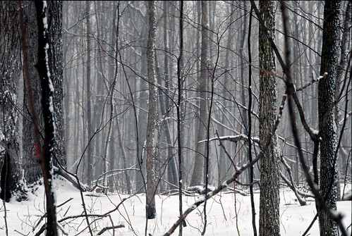 winter snow trees canada favme 4winter fm2 ottawa ilovenature film fuji chrome