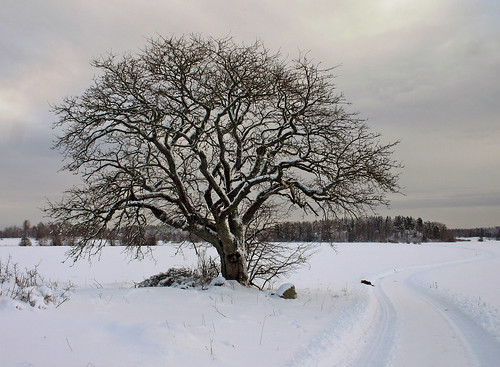 winter snow tree nature project landscape geotagged sweden natur tungelsta bergdalen haninge träd landskap photoproject välsta sorbusintermedia swedishwhitebeam oxel winterinsweden geo:lat=59104584 geo:lon=18074784