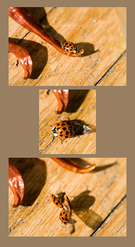 wood red orange black macro minnesota closeup insect pepper timelapse wings oak flood mosaic beetle wing dry cayenne montage ladybird ladybug peppers morris dried february sequence 2007
