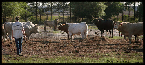 friends cowboy bulls rodeo bryce 2007 thecontinuum remingtonroughstock katieweilbacherphotography