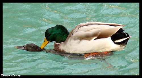 Mallard ducks Mating
