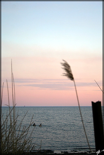 pink blue sunset sky beach reeds bay geese small shore