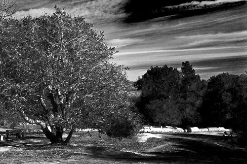 trees blackandwhite bw 15fav santacruz 510fav interestingness vision imagination williamblake interestingness126 i500 123bw delaveagapark
