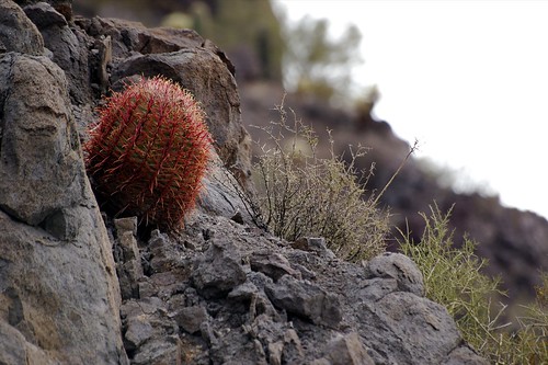 red cactus barrel hike picachopeak