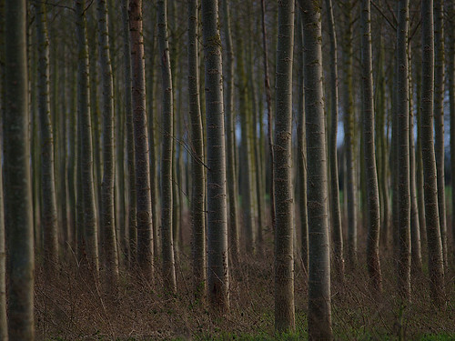 trees abstract woods olympus e1