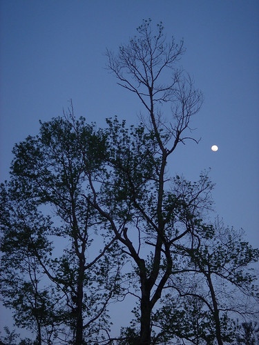 trees moon nature mississippi skyscape landscape evening dusk south bluesky southern thesouth treeline themoon deepsouth daytimemoon southernlife