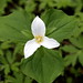 blooming trillium flower    MG 1924