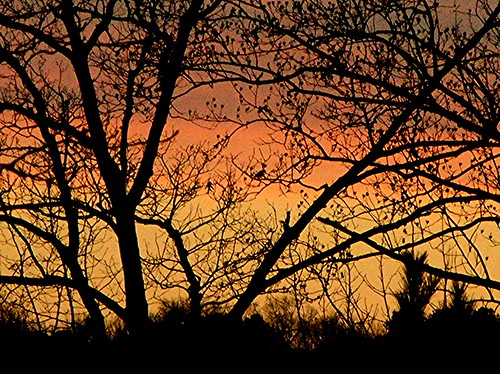 winter sunset tree georgia naked woodstock southernsunsets