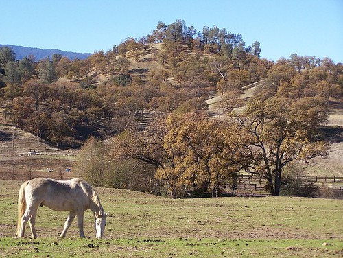 ranch horse landscape