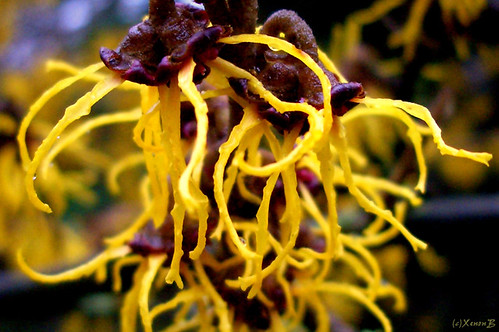 flower nature yellow geotagged flora gelb xenonb hamamelis witchhazel zaubernuss geo:lat=51415475 geo:lon=9659268
