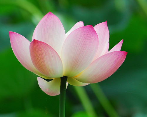 Another Pink Lotus