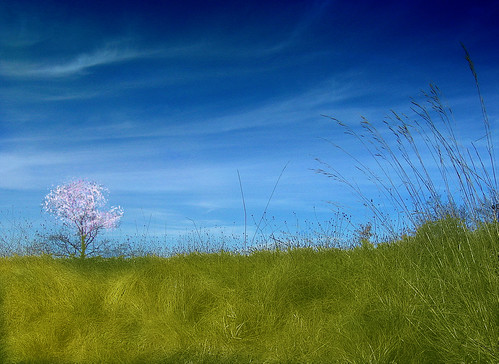 blue sky italy tree green colors grass clouds landscape geotagged spring blossom country umbria cotcmostfavorited supershot artlibre colorphotoaward 200750plusfaves favemegroup6 superhearts ysplix focuslegacy