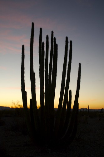 arizona cactus sunrise desert az day5 organpipecactus springbreak07