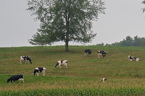 animals cows farm columbianacounty
