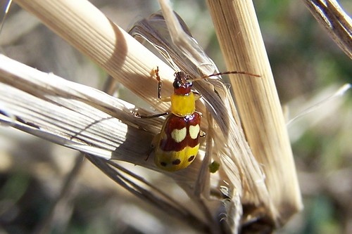 macro bug wildlife beetle insects
