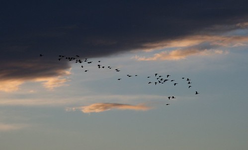 winter sunset snow birds geese skies wildlife flight feathers landing sing bathe roost
