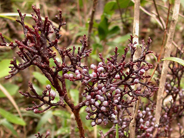 Parasitaxus usta (Podocarpaceae)