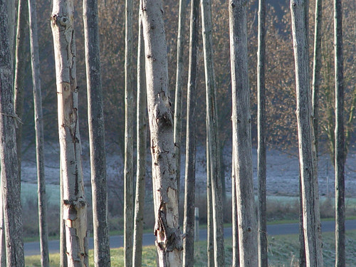 winter geotagged niederrheiner photobyniederrheiner natur photowalk franken bäume oberpfalz 2007 winterzeit hopfengarten illschwang geo:lat=49446226 geo:lon=11683531