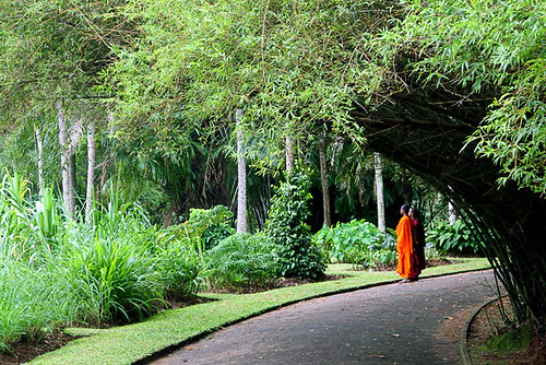 garden geotagged monk srilanka kandy peradeniya geo:lat=7283125 geo:lon=80625228