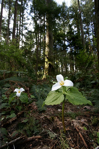 trilliums springing up all over    MG 1997
