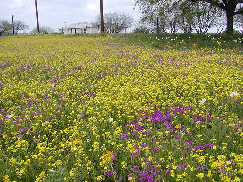 meadows wildflowers texaswildflowers flowermeadows