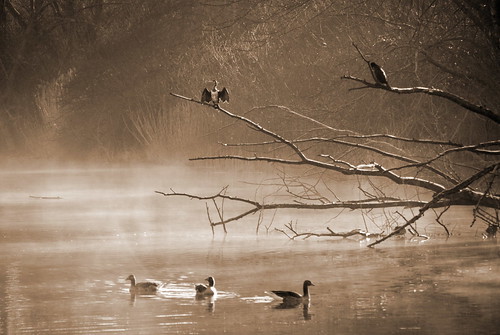 sunrise frankfurt ducks enten ried naturesfinest