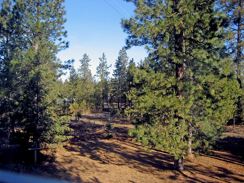 chattaroypines pinetreesponderosabullpinefrontyard