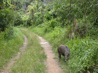 Priscilla the Pig on rural roadway