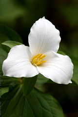 white trillium flower    MG 1887 