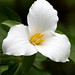 white trillium flower    MG 1887