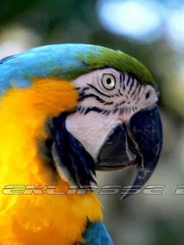 bird birds florida cockatoo macaw naturephotography exoticbirds goldandbluemacaw sainteaugustine eklipsse lucianbadea wlny:geotagged=1