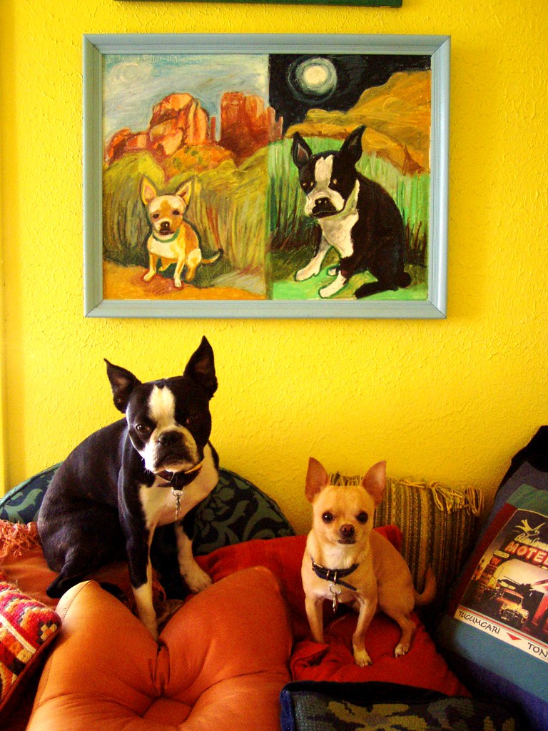 dogs and dog portrait