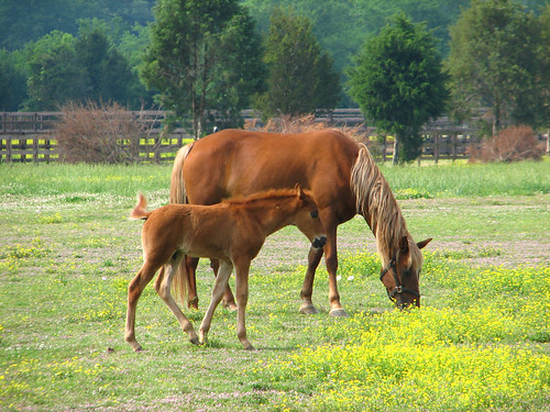 horses horse mississippi mare dam farm mother son colt foal rogersmith unature unaturefav