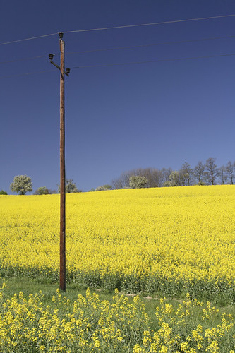 blue sky field yellow linz austria power post electricity april powerline swq takenbywalter 2007 rapeseed sigma1770 eos400d serieslinzspring07