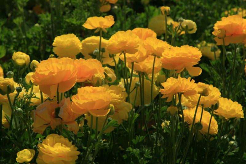 Flower fields - yellows