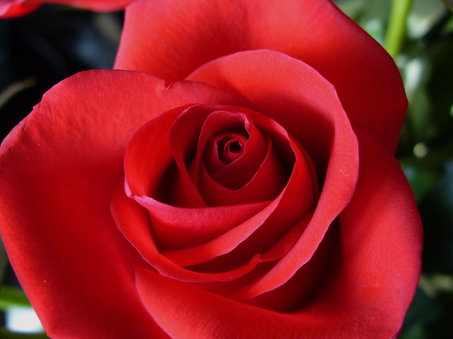Rose Inside | Flickr - Photo Sharing!