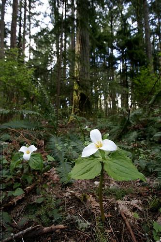 trilliums springing up all over    MG 1993