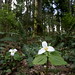 trilliums springing up all over    MG 1993