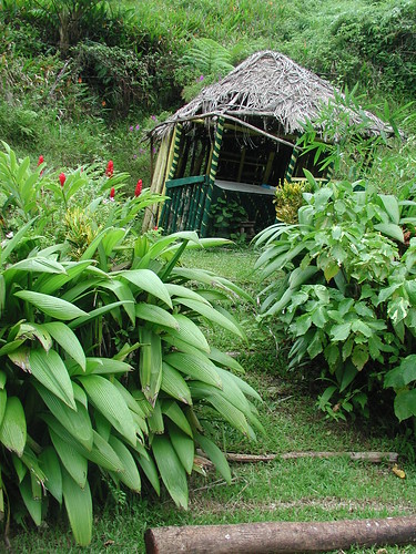 millbank portland jamaica landscape farming sustainable food banana tropical agriculture