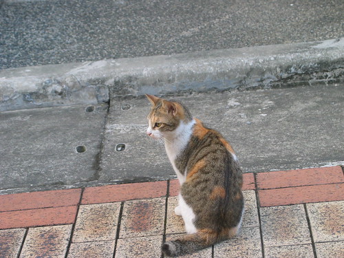 Three-Color Female Cat | greenlife | Flickr